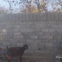 بره وبز|حیوانات مزرعه|چناران, |دیوار