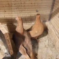 کبوتر چشم تلسکوپی|پرنده|تهران, مشیریه|دیوار