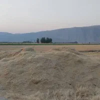کاه سرخوشه درجه یک شیراز