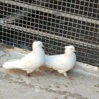 سفید اراکی اصل|پرنده|پاکدشت, پاکدشت (مامازند)|دیوار