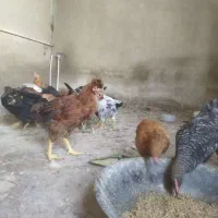 ۲۳تاجوجه نیمچه