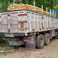 خریدار چوب درخت صنوبر|خدمات باغبانی و درختکاری|صومعهسرا, |دیوار