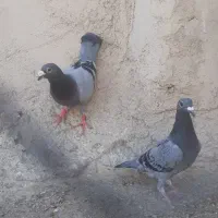 سبز مگس|پرنده|نیمروز, |دیوار