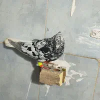 کبوتر|پرنده|دزفول, |دیوار