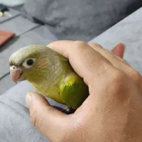 گرینچگ رام رام|پرنده|کرمانشاه, |دیوار