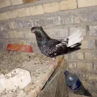 دمسفید|پرنده|اهواز, اسلام آباد شرقی|دیوار