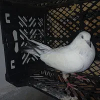 کبوتر گره