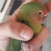 جوجه کوتوله برزیلی