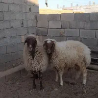 گاو وگوساله فروشی