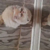 گربه پرشین چشم ابی