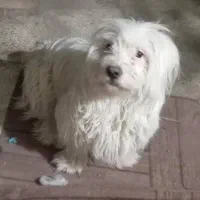 واگذاری سگ|سگ|قدس, شهر‌قدس|دیوار