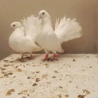 کبوتر فروشی