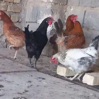 مرغ بومی تخم گذار