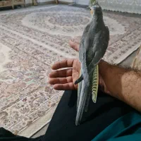 عروس  آلبینو وسینامون|پرنده|همدان, |دیوار