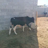 فروش گوساله نر