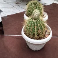 سنگ قیمتی
