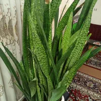 گل سانسوریا