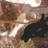 کبوتر طوقی|پرنده|یاسوج, |دیوار