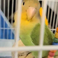 جوجه طوطی برزیلی