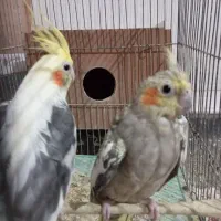 عروس هلندی