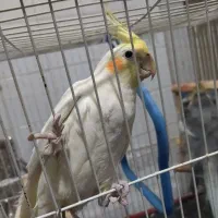 یک جفت عروس هلندی