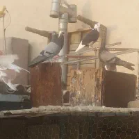 تعدادی کفتر  /یکجا و یا تکی / جفت کن|پرنده|تهران, شهید اسدی|دیوار