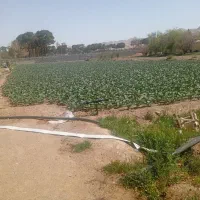 5-جیریب-زمین-اجاره-داده-میشود