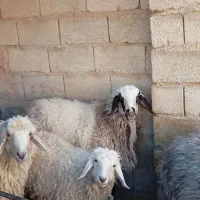 بره و کره دونه ای 12ملیون|حیوانات مزرعه|کرمان, |دیوار