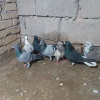 کبوتر|پرنده|اسفراین, |دیوار