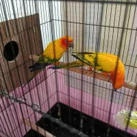 یک جفت خورشیدی مولد|پرنده|ارومیه, |دیوار