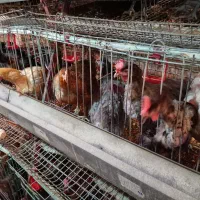 فروش مرغ تخم گذار 8 ماهه