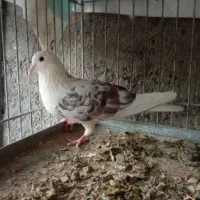 فروش یک جفت کبوتر تهرانی