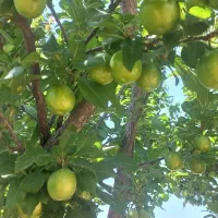 منزل مسکونی-باغ دارای چاه آب وگاوداری سند دار|فروش زمین و ملک کلنگی|باوله, |دیوار