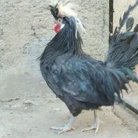 خروس لهستانی اصیل و سالم|حیوانات مزرعه|سنندج, |دیوار