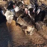 بوقلمون 100درصد100طبیعی|حیوانات مزرعه|اردبیل, |دیوار