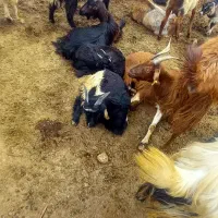 بز کهره دار وابستن