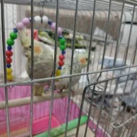 پرنده.عروس هلندی|پرنده|قم, در بهشت|دیوار