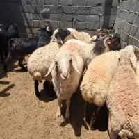 بره نر وماده چاق