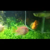 ماهی آروانا و اکواریوم|ماهی|کاشان, شهرک خاتم الانبیا (مسکن ملی کاشان)|دیوار