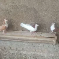 کبوتر
