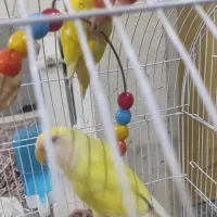 پرنده|پرنده|چناران, |دیوار