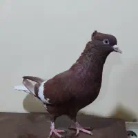 ماده سرخ دمسفید کبوتر|پرنده|اهواز, علی آباد|دیوار