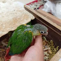 فروش جوجه گرینچیک|پرنده|کرمان, |دیوار