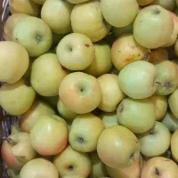 سیب درختی|حراج|مسجد سلیمان, |دیوار