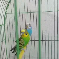 * یک جفت مرغ عشق مولد *