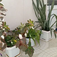 گل فروشی|گل و گیاه طبیعی|ایلام, |دیوار