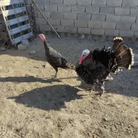 بوقلمون نروماده