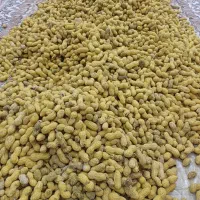 بادام زمینی غلاف دار