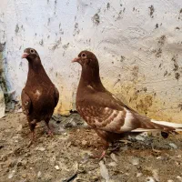 کبوتر|پرنده|شیراز, بازار|دیوار