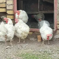 ۱۰تا مرغ تخم گذار سرحال